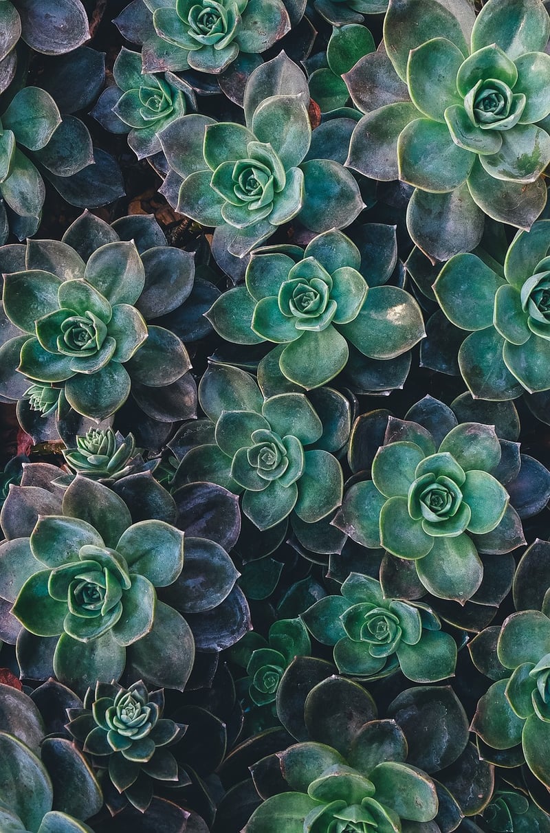 Succulent in Vertical Garden
